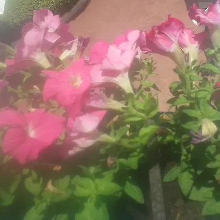 Bed & Breakfast Blumarine *